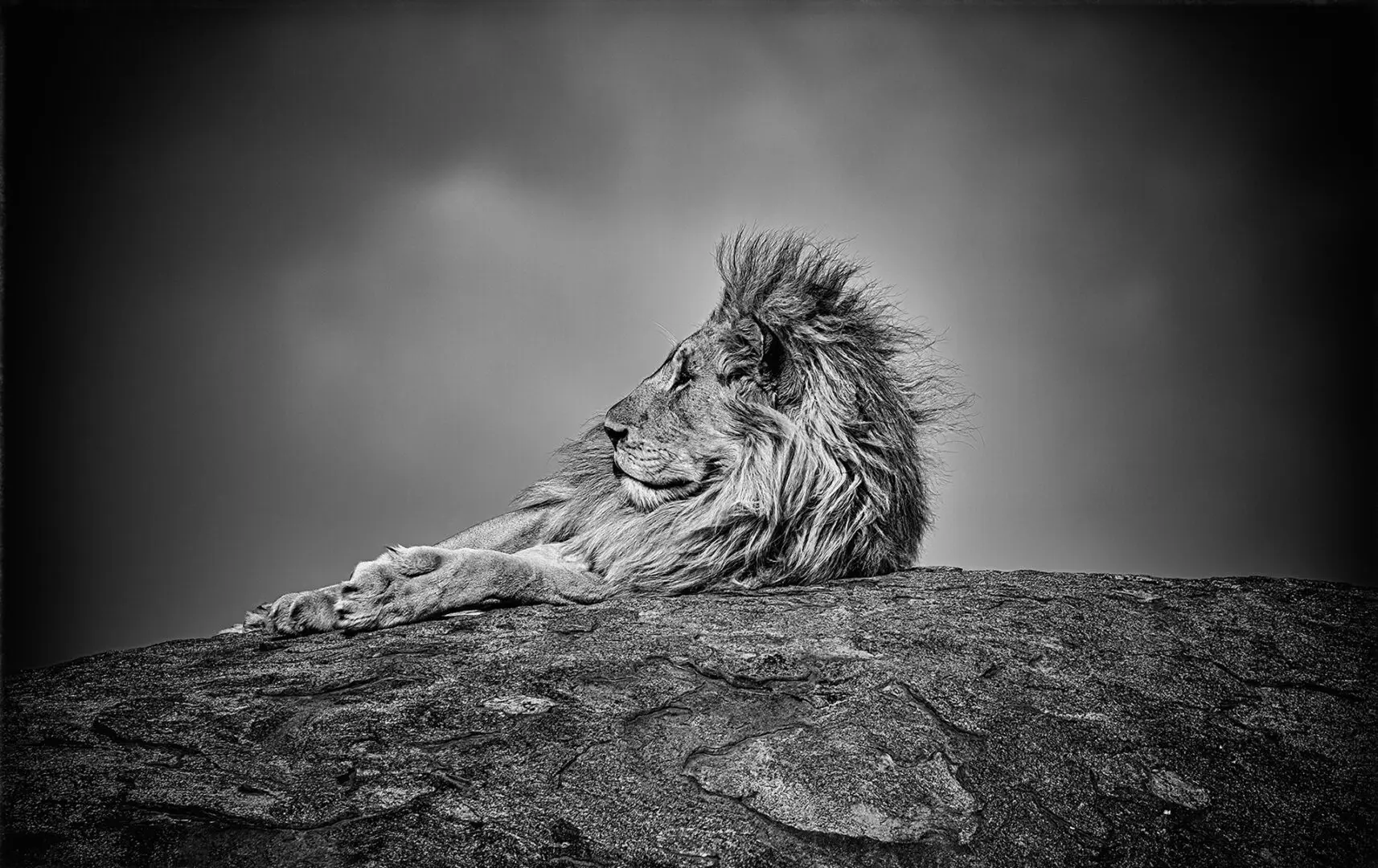 A lion is sitting on the rock looking up.