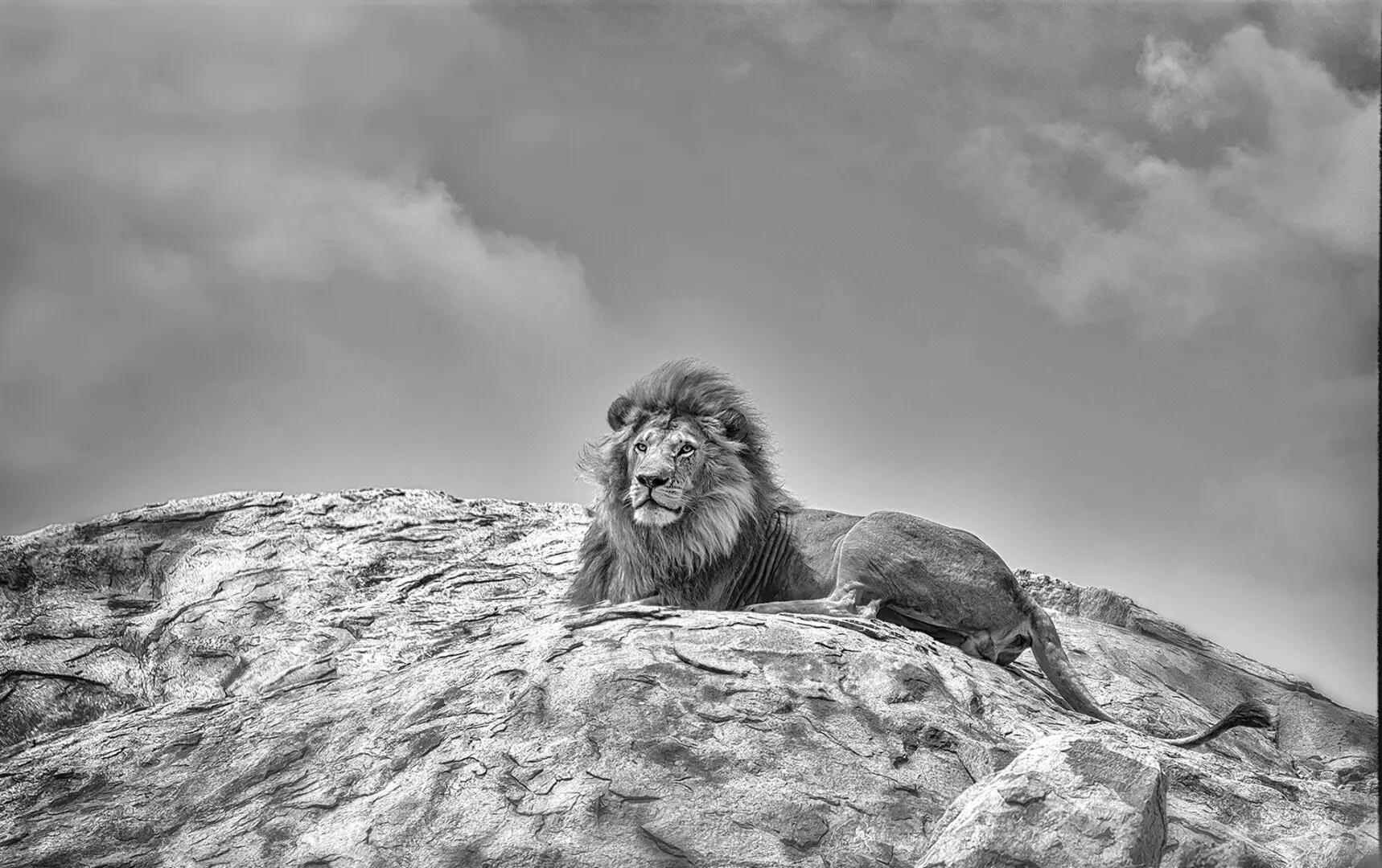 A lion laying on top of a hill.