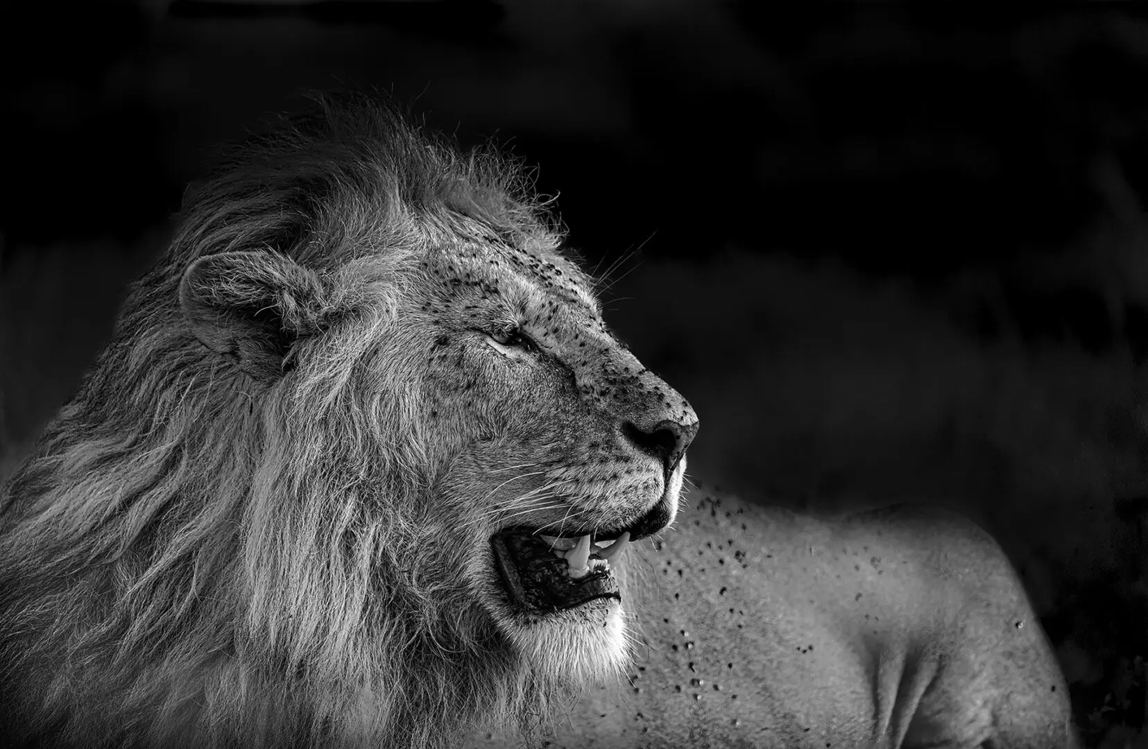 A black and white photo of a lion 's head