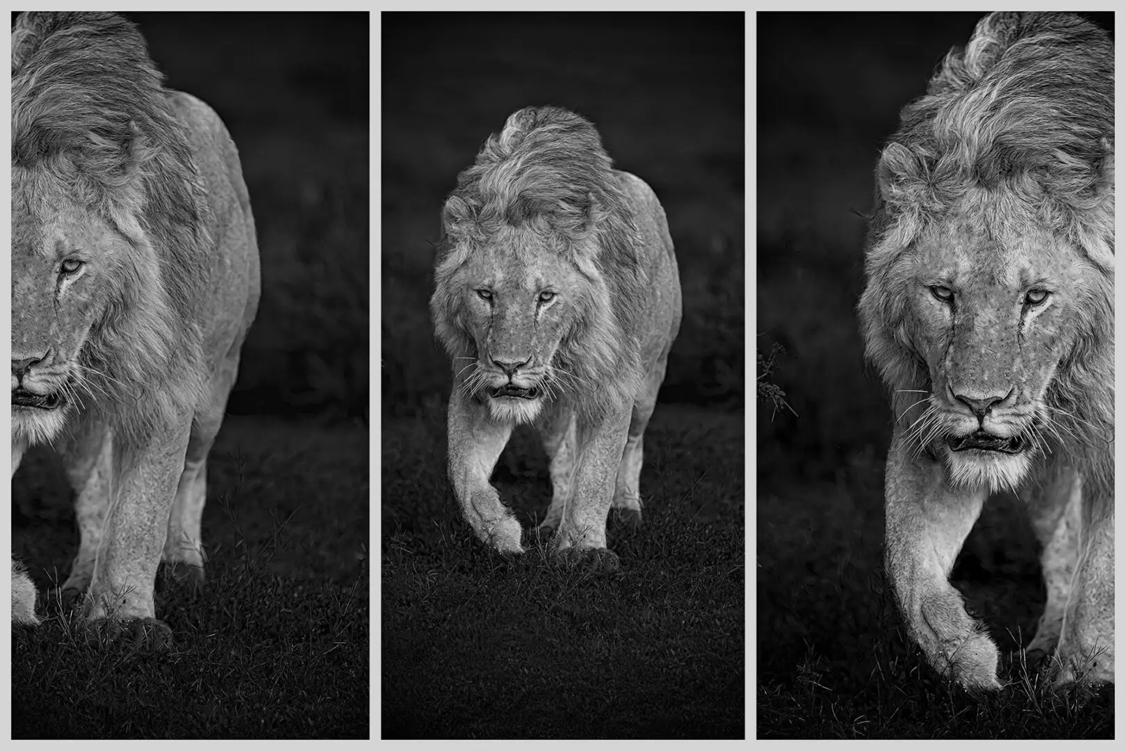 A black and white photo of a lion walking