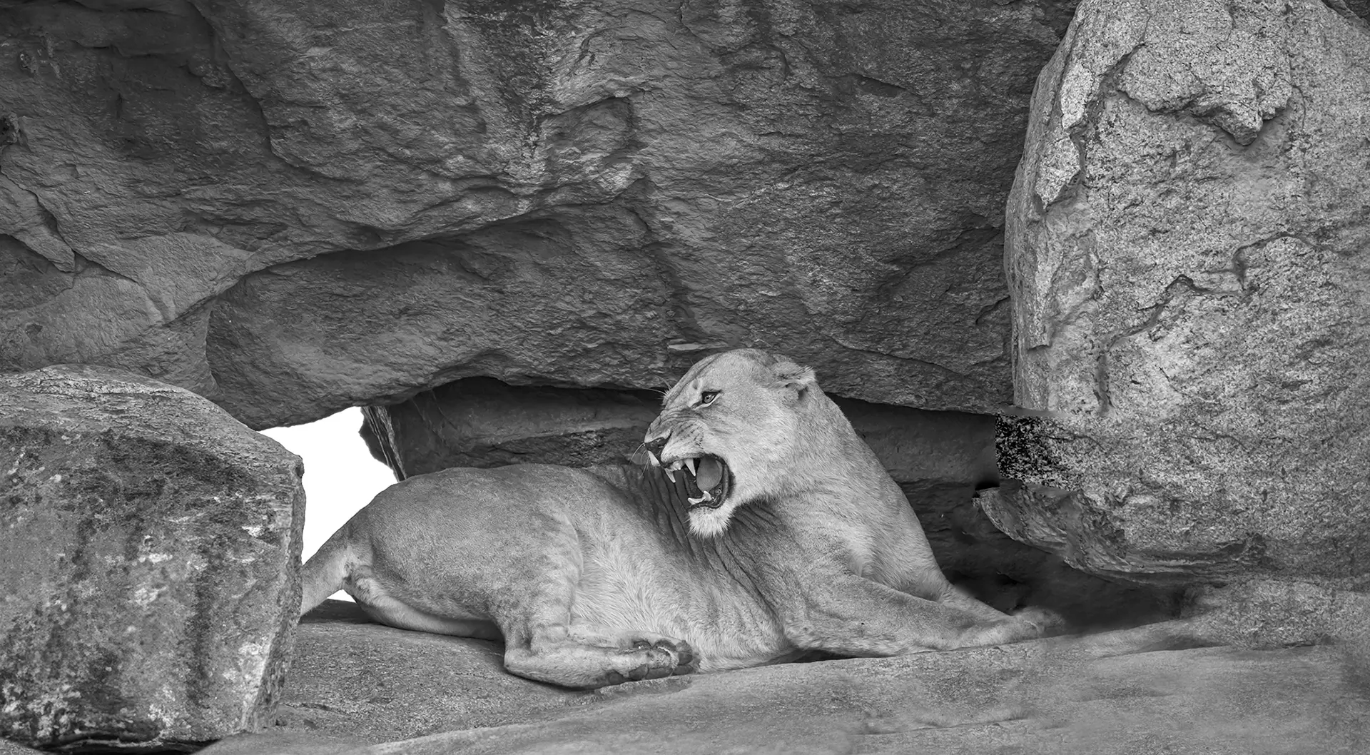 A cat is sitting on the ground and its mouth open.