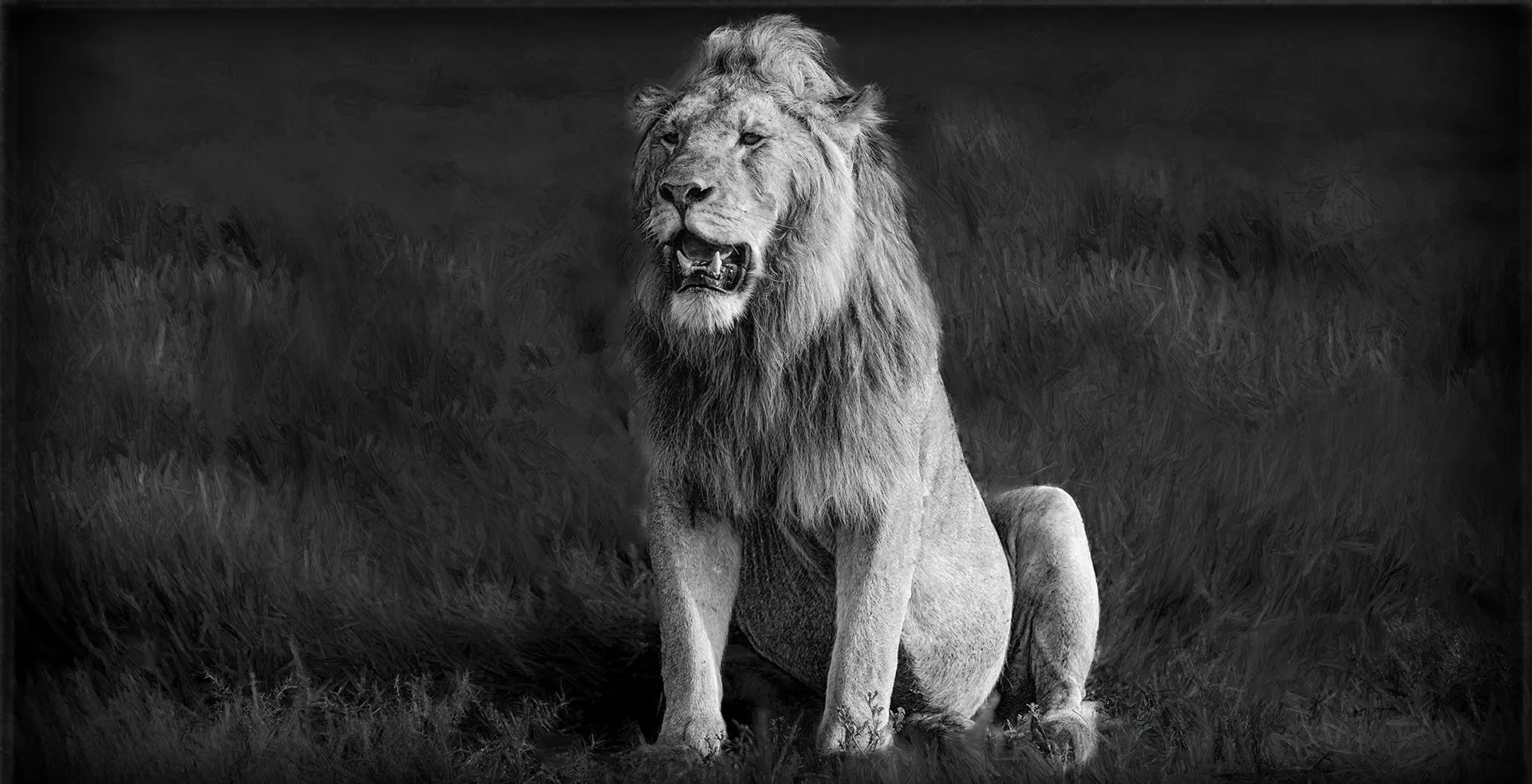 A black and white photo of a lion