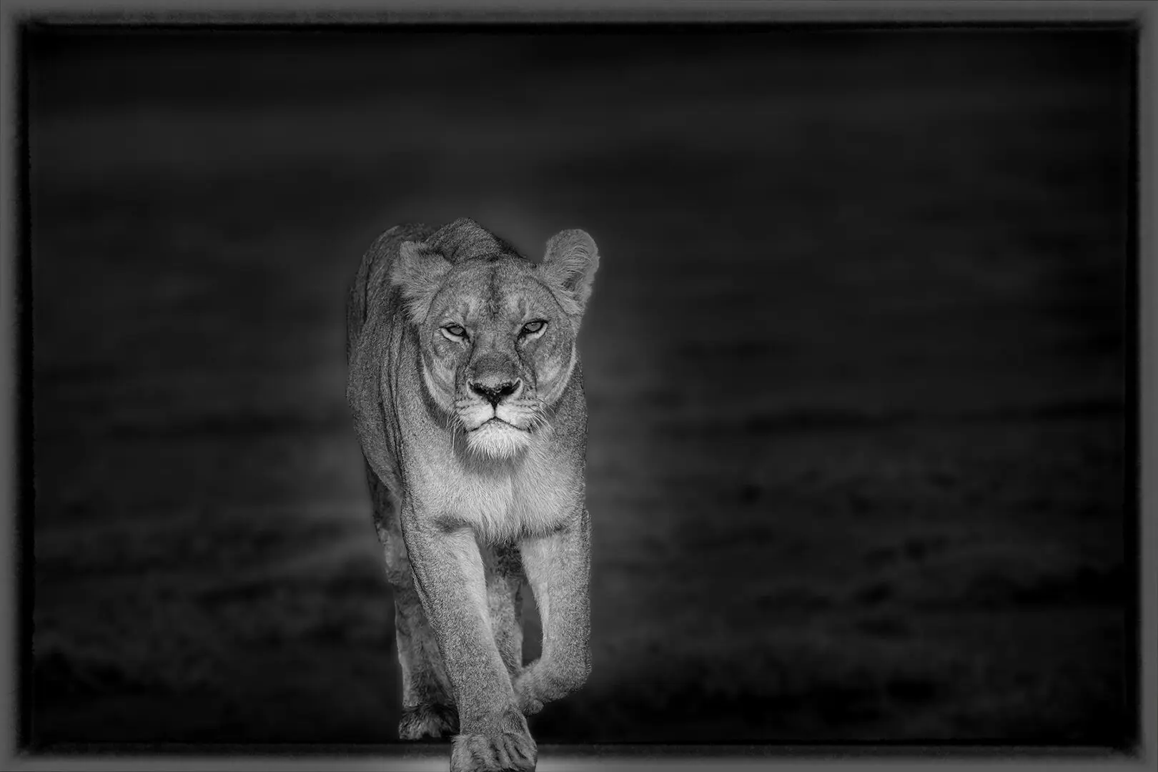 A black and white photo of a lioness walking.