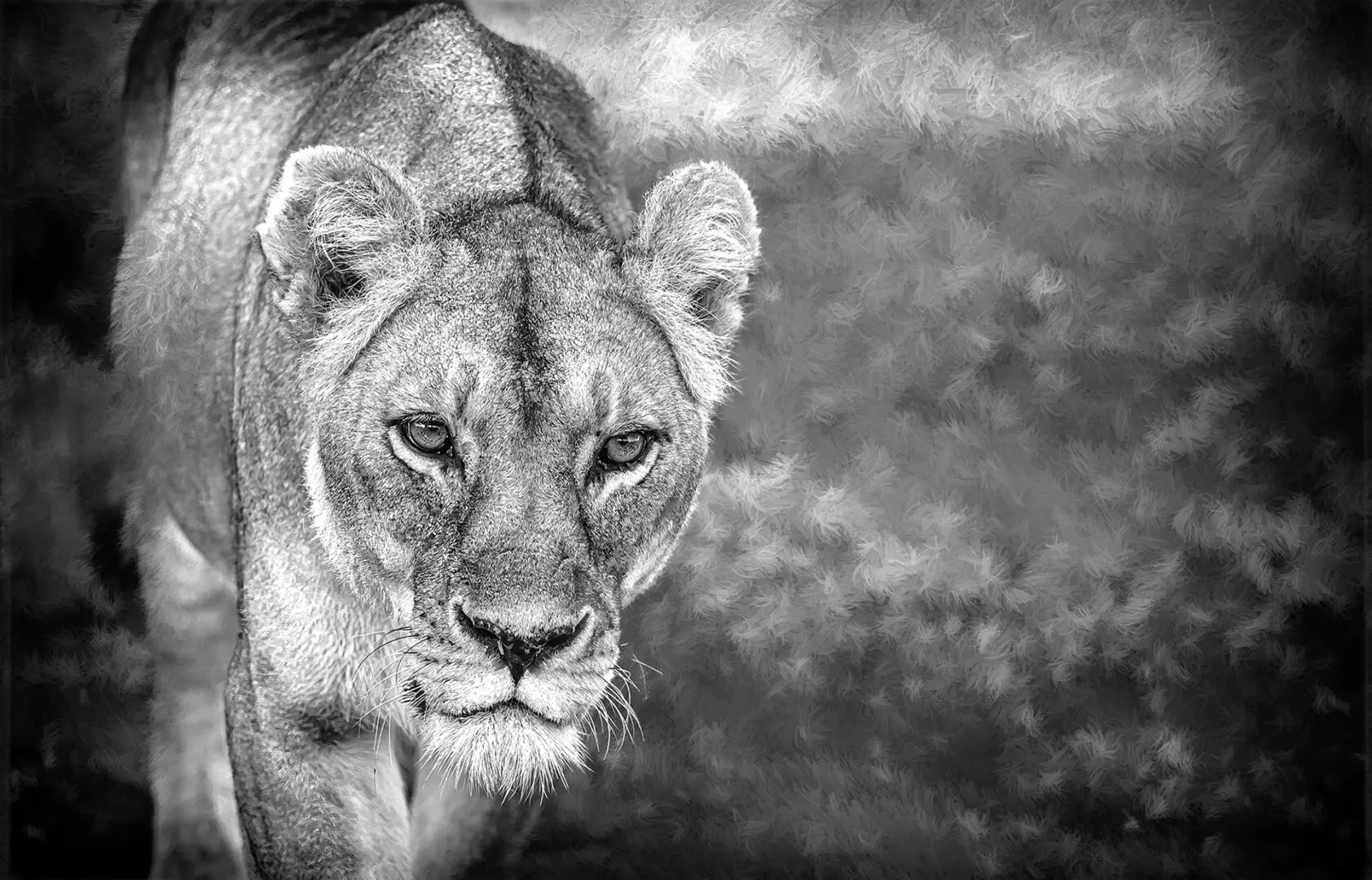 A black and white photo of a lioness.