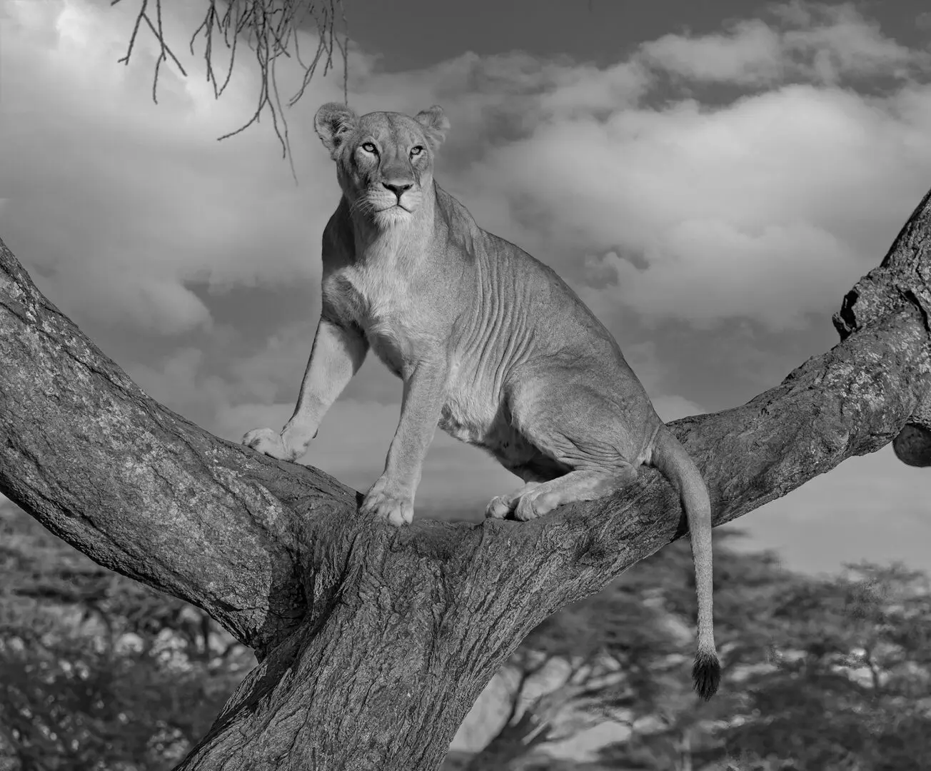 A lion is sitting on the branch of a tree.