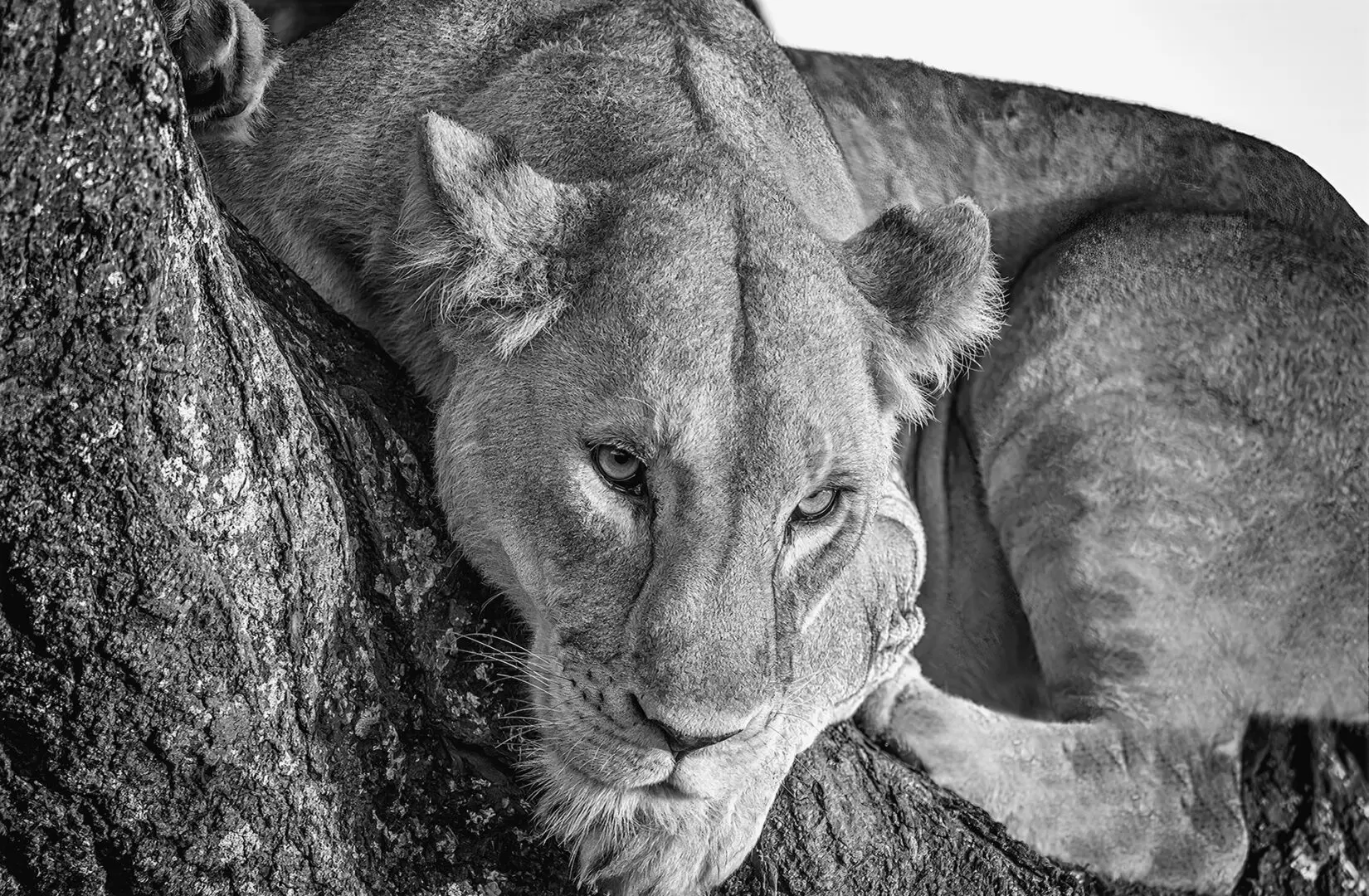 A close up of the face and head of a lion.