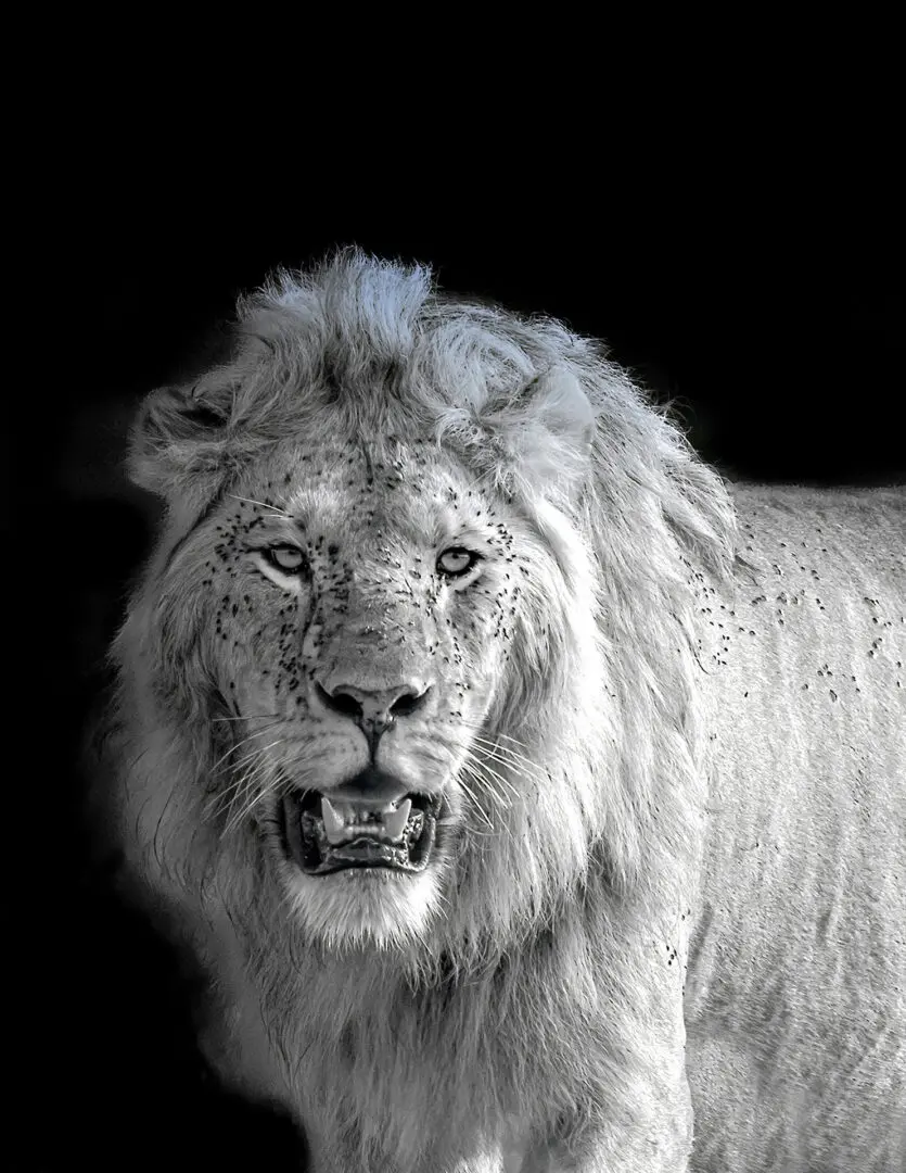 A black and white photo of a lion