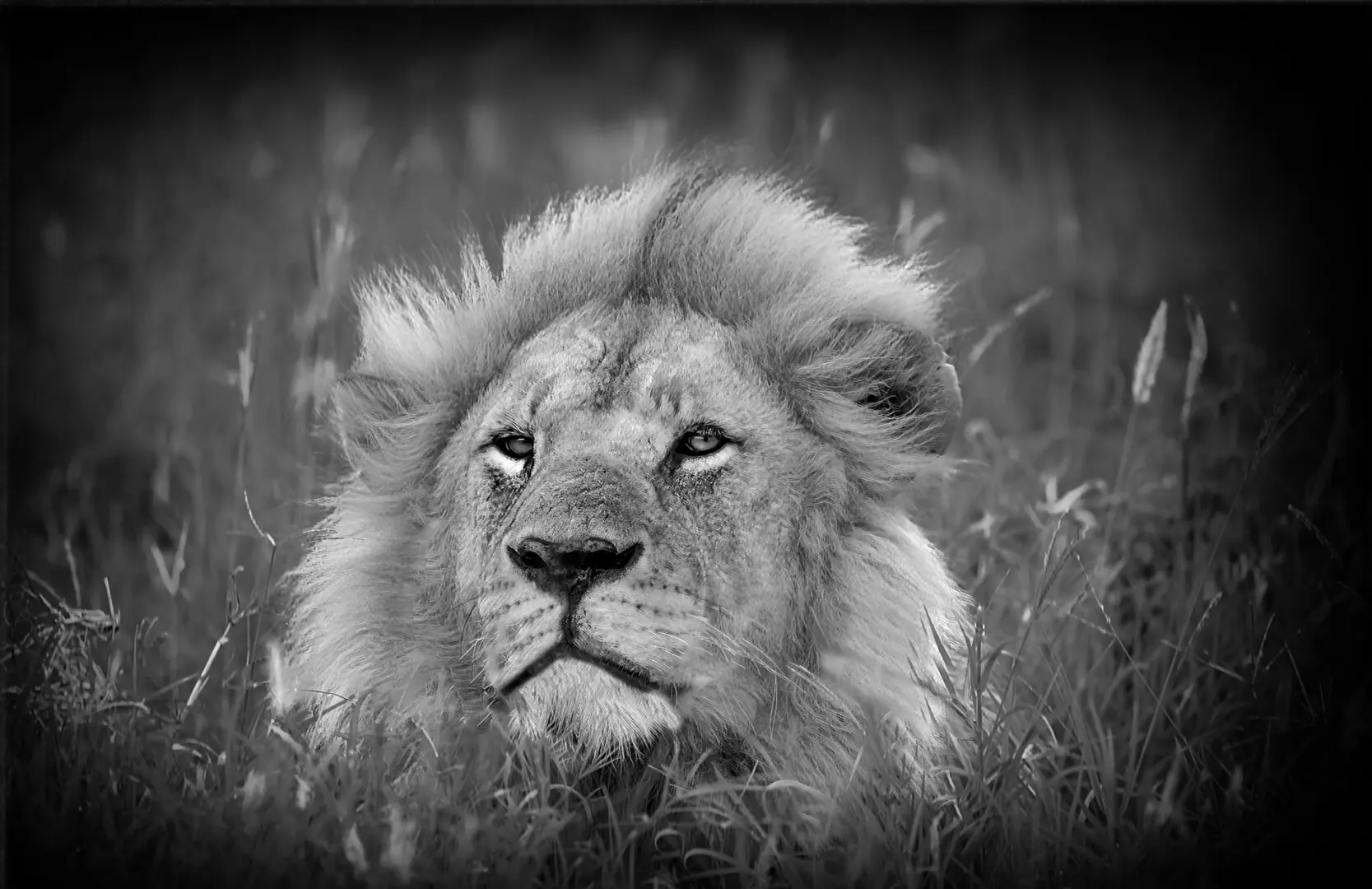 A black and white photo of a lion in the grass.