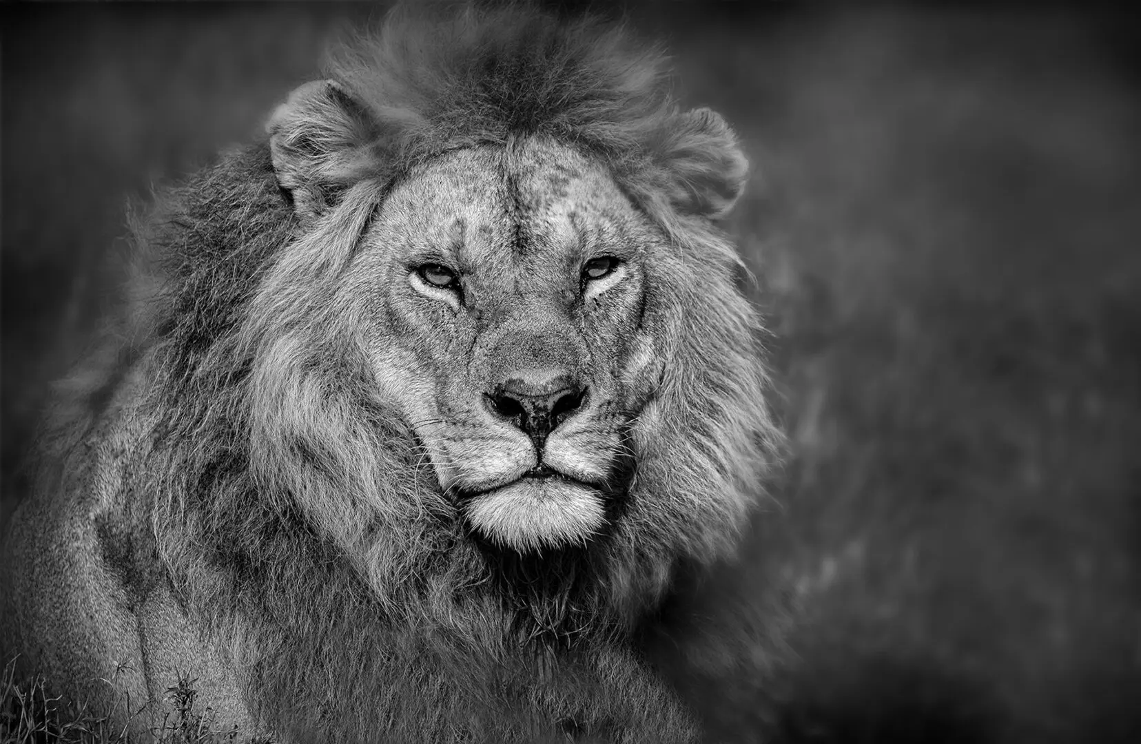 A black and white photo of a lion 's face.