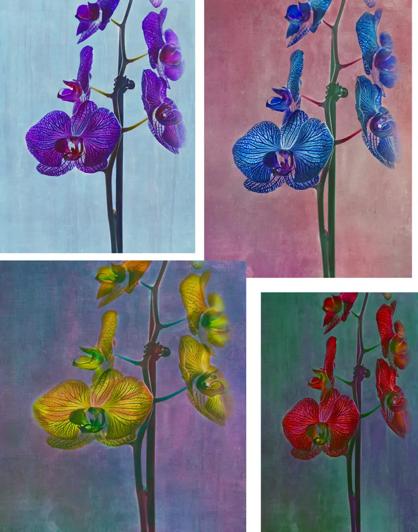 Four paintings of flowers in different colors.