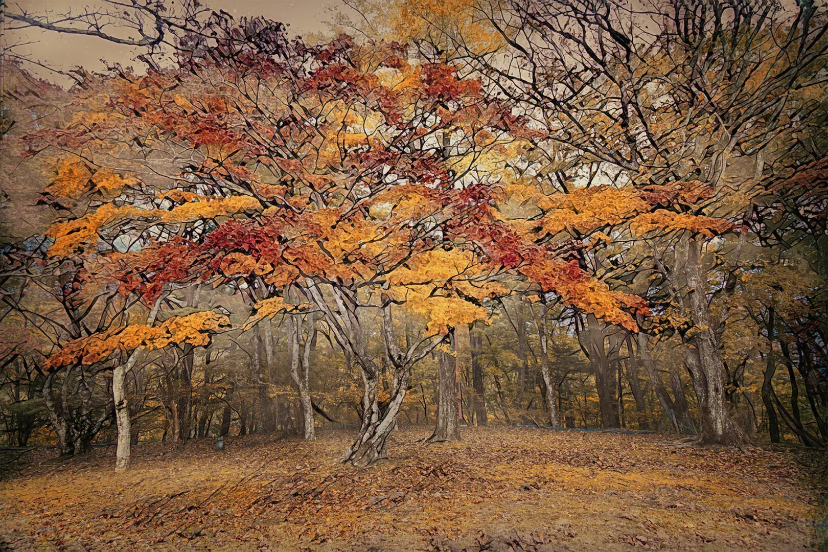 A tree with autumn leaves on it's branches.