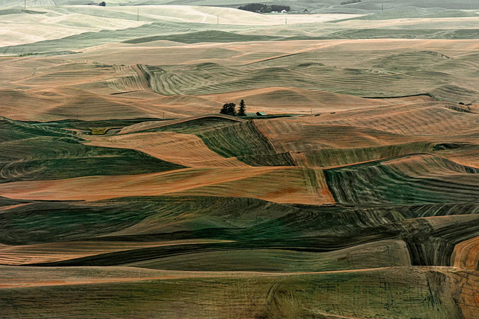 A large field of green and brown grass.