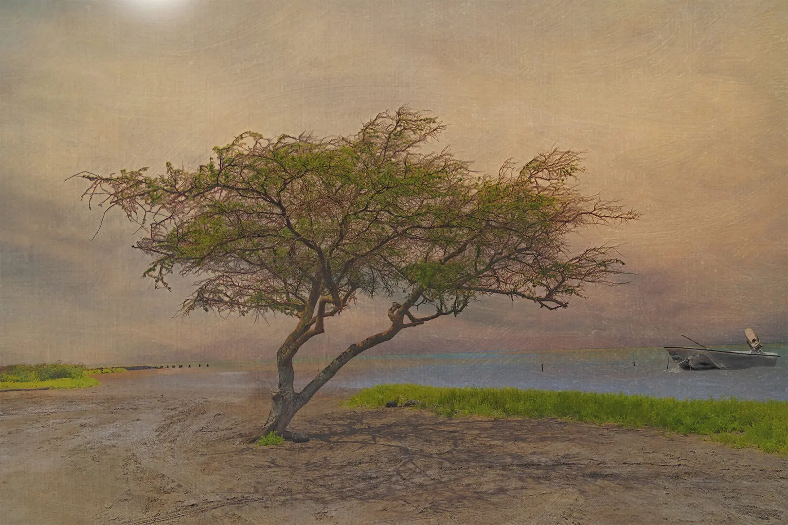 A tree is shown in the sand near water.