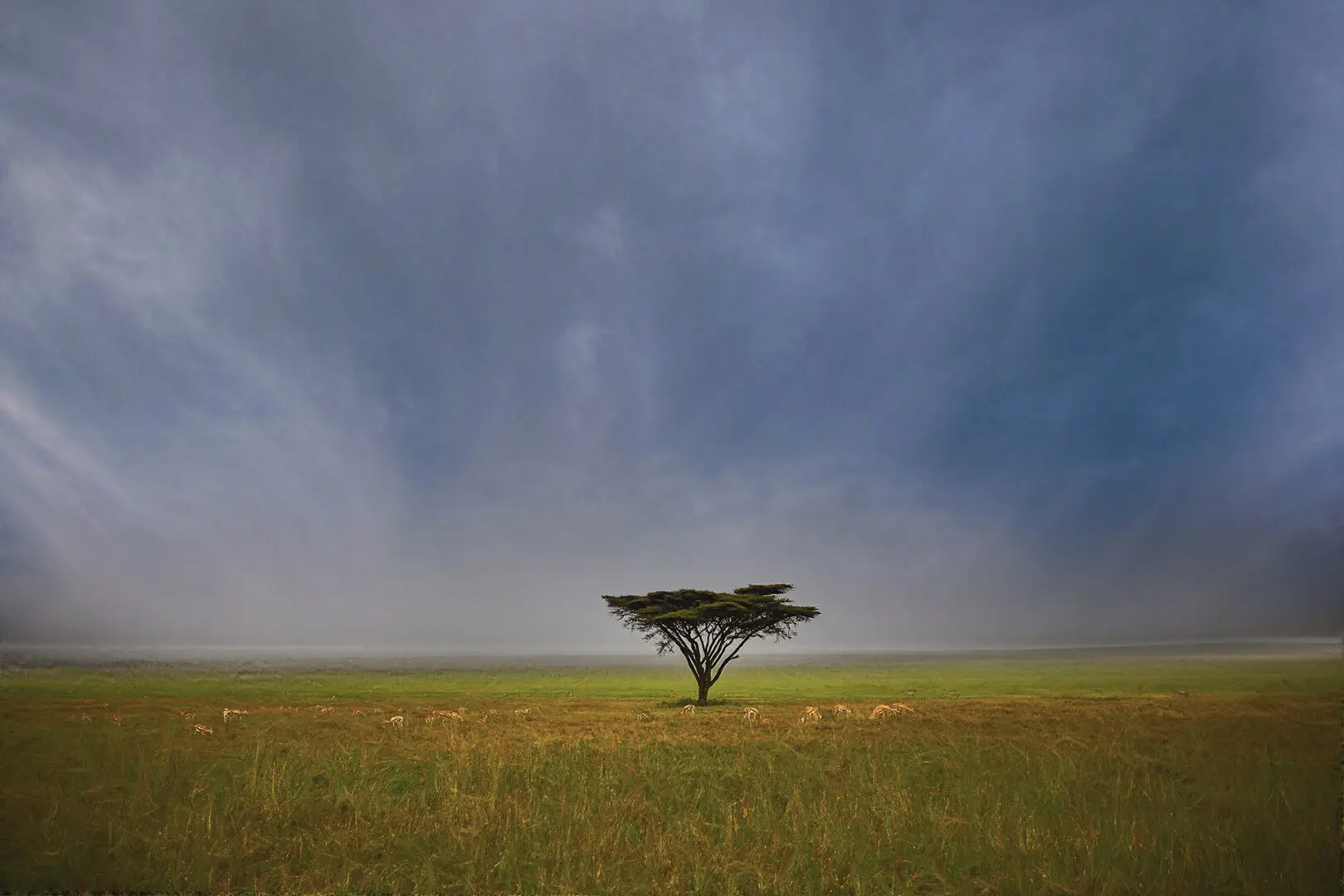 A lone tree in the middle of an open field.