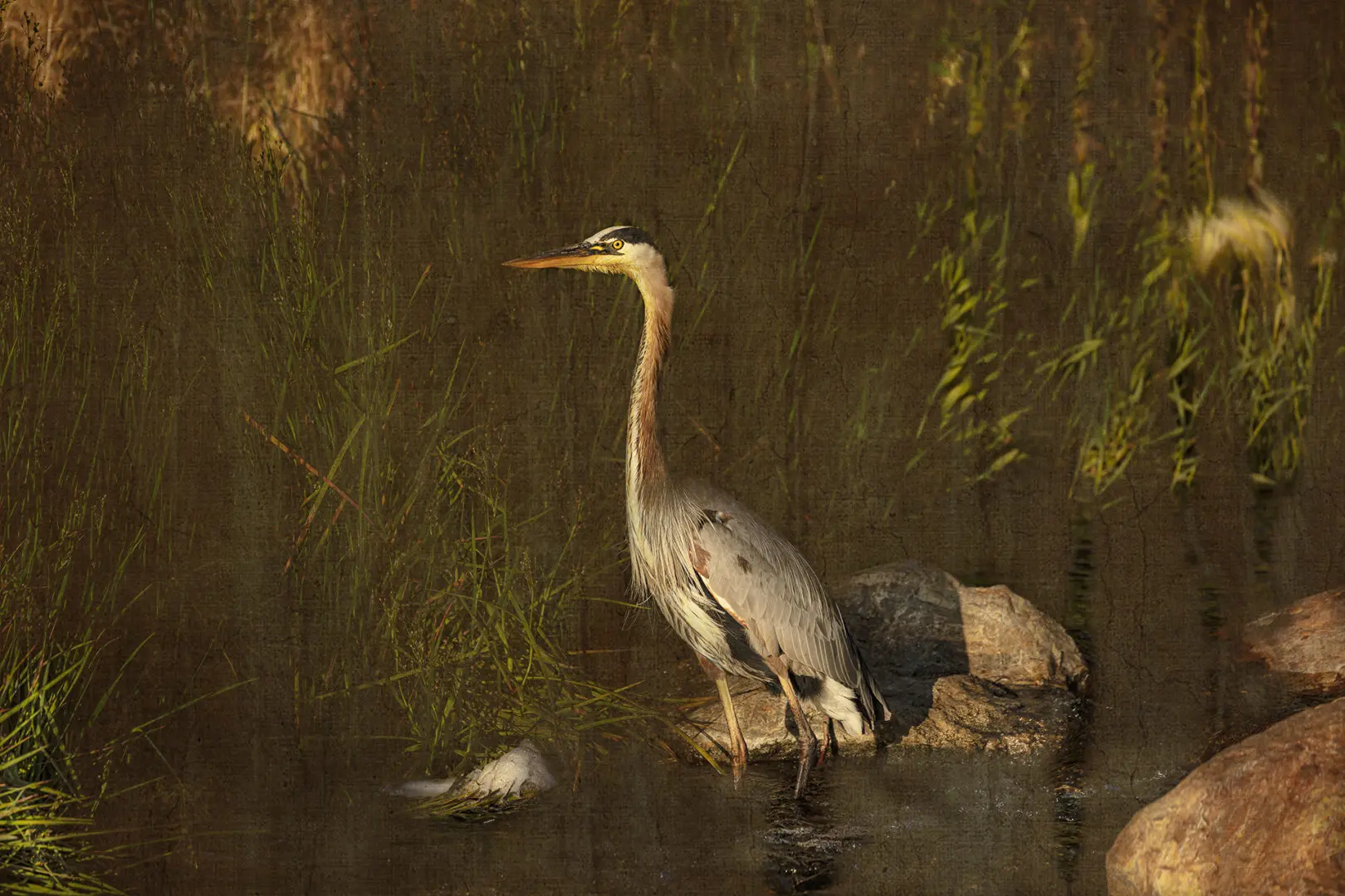 A bird standing in the water near some grass.