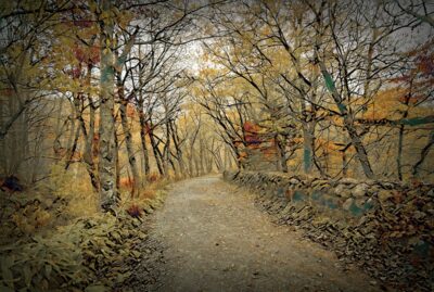 Autumn forest path with stone wall.